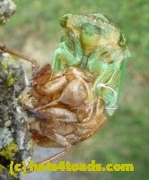 /home//u458753944/public_html/sourcegallery//////////Insects and small critters/aphids cicadas lanternflies and true bugs (Hemiptera)/P1030068.JPG